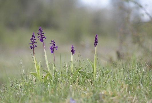 St. Pers nycklar, Orchis mascula subsp. mascula