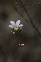 Mandelblom (Saxifraga granulata)