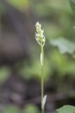 Vitpyrola, Pyrola rotundifolia