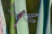 Nordisk kärrtrollslända / Ruby Whiteface / Leucorrhinia rubicunda