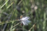 Nordisk kärrtrollslända / Ruby Whiteface / Leucorrhinia rubicunda