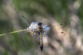 Nordisk kärrtrollslända / Ruby Whiteface / Leucorrhinia rubicunda