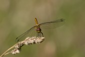 Svart ängstrollslända / Black Darter / Sympetrum danae, Omberg 2019-07-25 