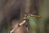 Svart ängstrollslända / Black Darter / Sympetrum danae , Blängsmossen 2020-08-12