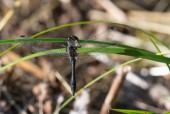 Svart ängstrollslända  / Black Darter / Sympetrum danae (hane), Tjörn 2020-08-24