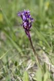 St Pers nyckel, Orchis mascula ssp mascula