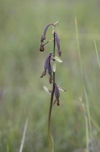 Kärrknipprot, Epipactis palustris, Kinnekulle 2024-04-14