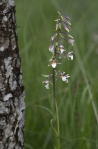 Kärrknipprot, Epipactis palustris, Kinnekulle 2024-04-14