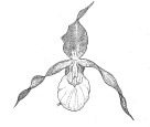 Guckusko, Cypripedium calceolus
