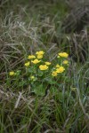 Kabbeleka Caltha palustris