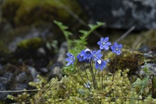 Blåsippa Hepatica nobilis