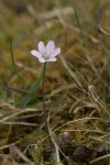 Blåsippa Hepatica nobilis, ovanlig färgvariant