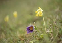 Backsippa, Potentilla vernalis tillsammans med gullviva Primula veris