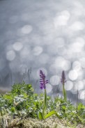 St. Pers nycklar, Orchis mascula
