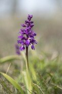 St. Pers nycklar, Orchis mascula