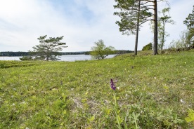 Vy från Ryr naturreservat