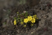 Småfingerört (Potentilla verna)