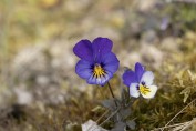 Styvmorsviol (Viola tricolor)
