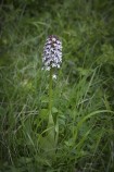 Stornyckel, Orchis purpurea Mön (DK) 2025-05-10