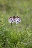 Stornyckel, Orchis purpurea Mön (DK) 2025-05-10