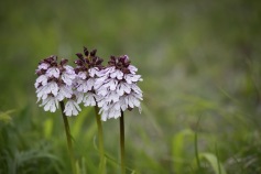 Stornyckel, Orchis purpurea Mön (DK) 2025-05-10
