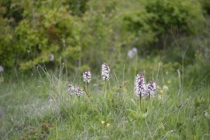 Stornyckel, Orchis purpurea Mön (DK) 2025-05-10
