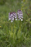 Stornyckel, Orchis purpurea Mön (DK) 2025-05-10