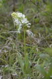 Stornyckel, Orchis purpurea Mön (DK) 2025-05-10
