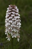 Stornyckel, Orchis purpurea Mön (DK) 2025-05-10