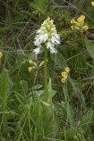 Stornyckel, Orchis purpurea Mön (DK) 2025-05-10