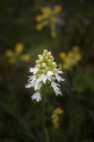 Stornyckel, Orchis purpurea Mön (DK) 2025-05-10