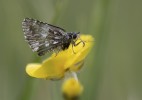 Smultronvisslare,  Pyrgus malvae, Kinnekulle 2025-05-24