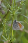 Kamgräsfjäril, Small Heath, Skogatorp 2025-06-08