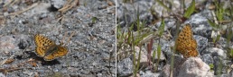 Prydlig pärlemorfjäril, Hunneberg 2025-06-14