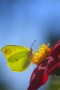 Citronfjäril / Brimstone / Gonepteryx rhamni