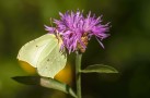 Citronfjäril / Brimstone / Gonepteryx rhamni