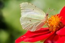 Citronfjäril / Brimstone / Gonepteryx rhamni