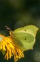 Citronfjäril / Brimstone / Gonepteryx rhamni