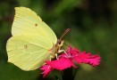 Citronfjäril / Brimstone / Gonepteryx rhamni
