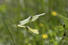 Citronfjäril / Brimstone / Gonepteryx rhamni, Hunneberg 2025-06-14