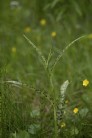 Skogsnyckel, Dactylorhiza fuchsii