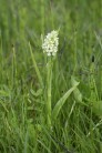 Vaxnyckel, Dactylorhiza incarnata ssp ochroleuca