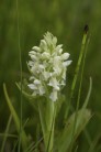 Vaxnyckel, Dactylorhiza incarnata ssp ochroleuca