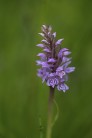 Dactylorhiza- hybrid