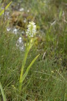 Vaxnyckel, Dactylorhiza incarnata ssp. ochroleuca