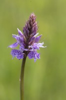 Skogsnyckel, dactylorhiza fuchsii