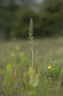 Tvåblad, Neottia ovata