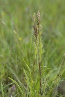 Brudsporre, Gymnadenia conopsea