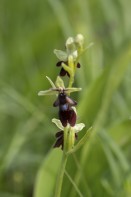 Flugblomster, Ophrys insectifera