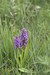 Ängsnycklar, Dactylorhiza incarnata